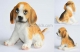 Beagle Doggie 3D silicone mold